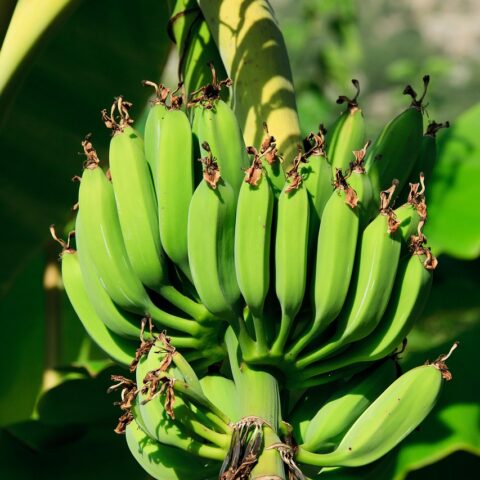 Bananas