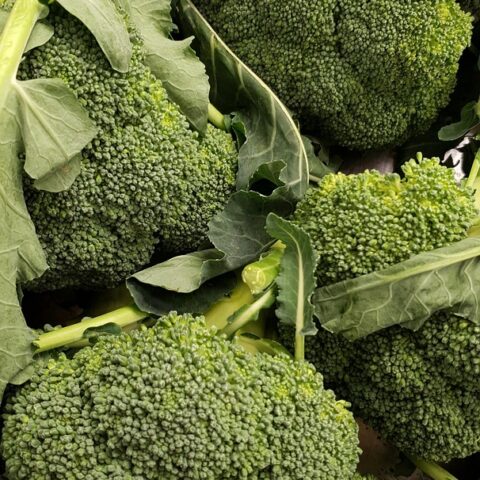 Broccoli