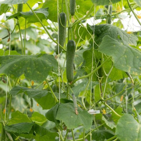 Cucumber