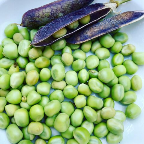 Fresh Vegetables