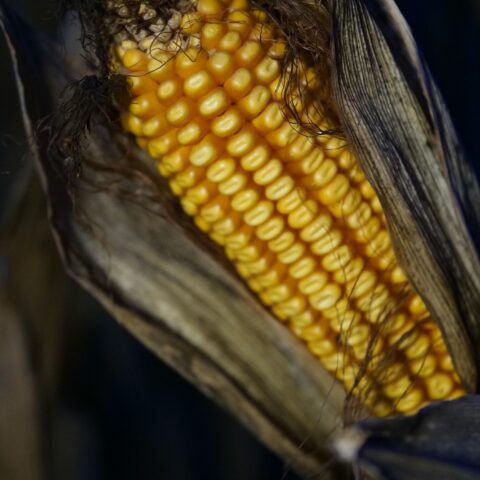 Grains & Pulses