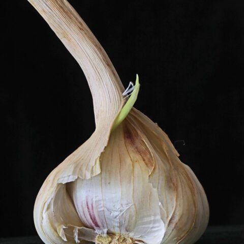 Garlic