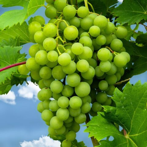 Grapes - Green