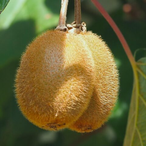 Kiwi Fruit