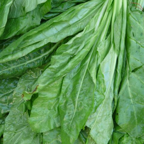 Spinach