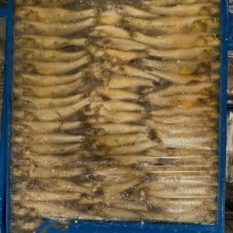 Baila Gura Fish 500g