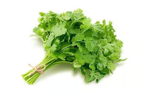 Cilantro 1pc