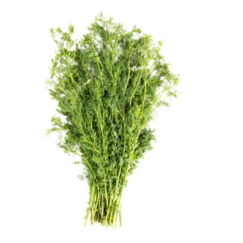 Macho Cilantro Bunch