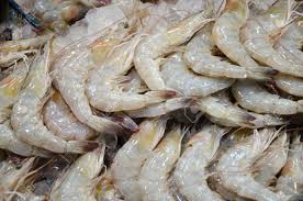 White Shrimp Head On 80/100