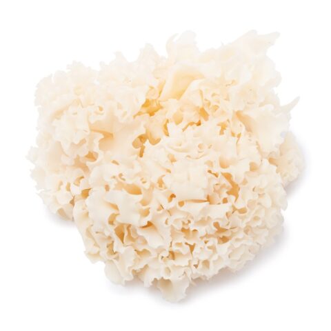 Coral Mushroom 150 g