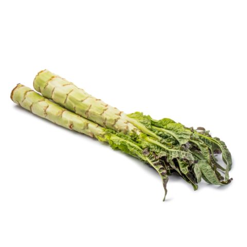 Celtuce 2.3-2.6 lb