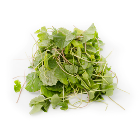 Asiatic Pennywort 1 lb