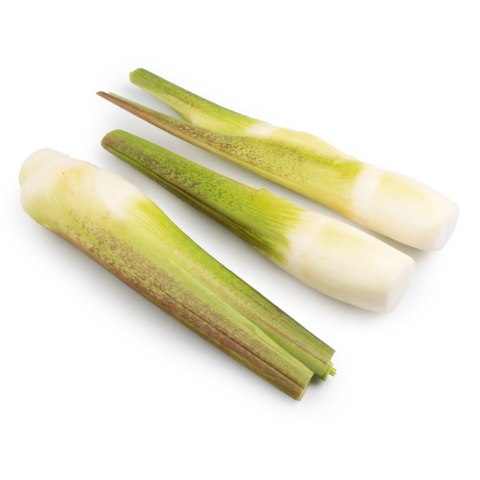 Water Bamboo 0.9-1 lb