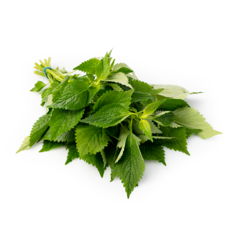 Vietnamese Lemon Balm 1 bunch