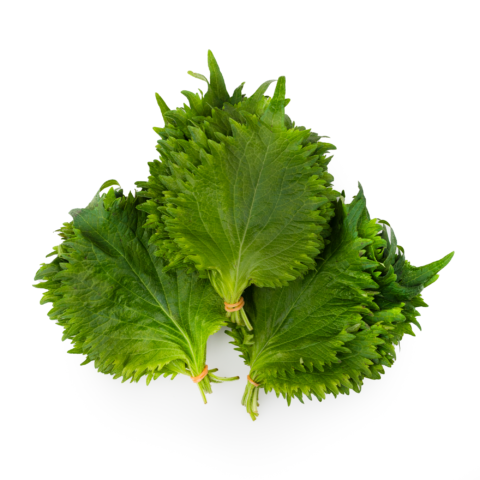Green Shiso (Ohba) Leaves 10 bunch