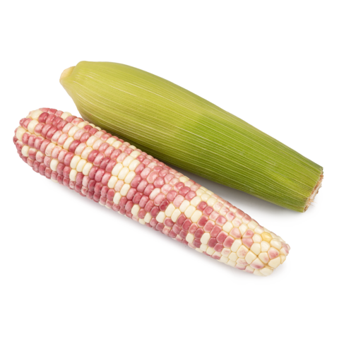 Tri-Color Sticky Corn 1 count
