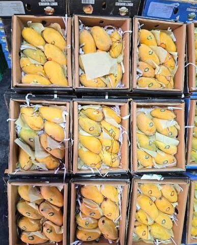 Case of Mango Pakistani /case