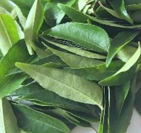 Curry Leaves - 1Pack